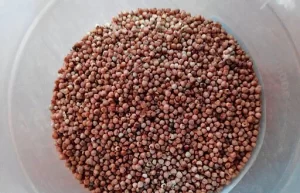 Finger Millet